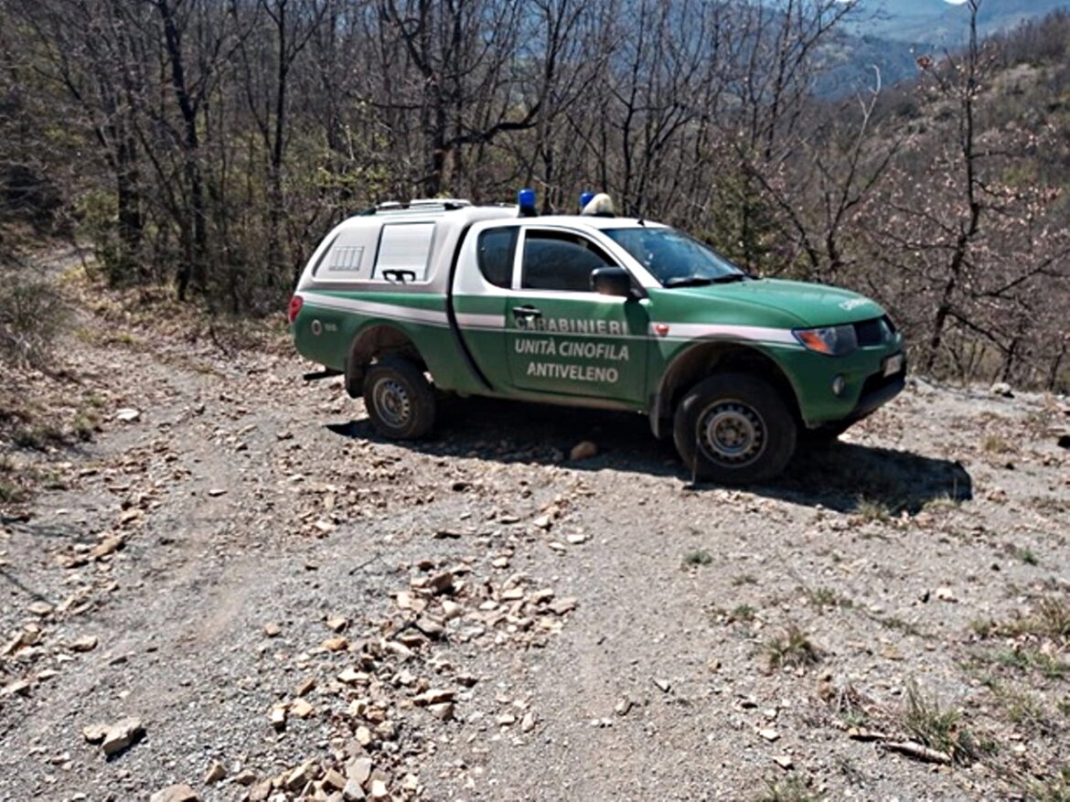 foto limonte carabinieri forestali unita antiveleno